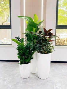 为宁波余姚量身定制的绿植出租方案，快来瞧